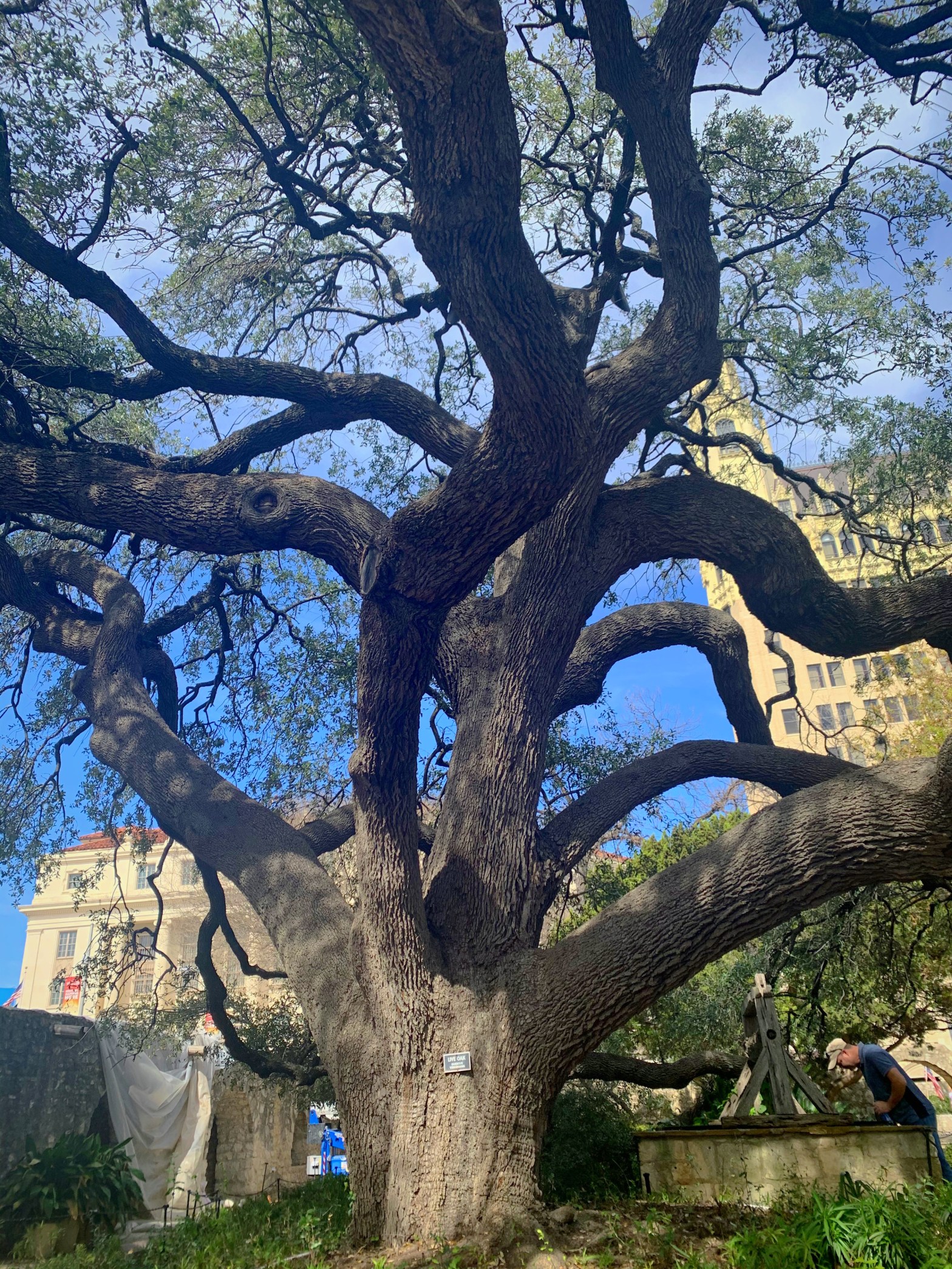 Alamo Tree