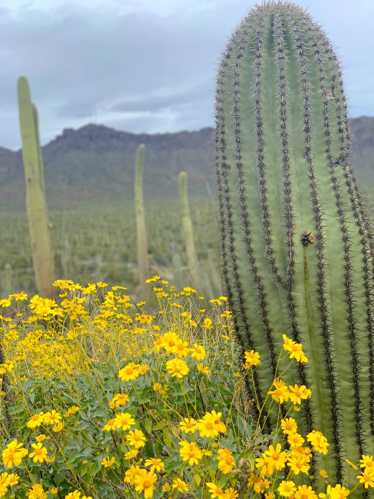 Tucson Cactus 
